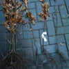 Roteiche (50 - 80 cm)
