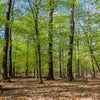 Traubeneiche Quercus petraea (50 - 80 cm)