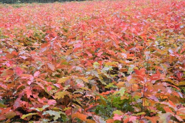 Quercus rubra Roteiche (50 - 80 cm)