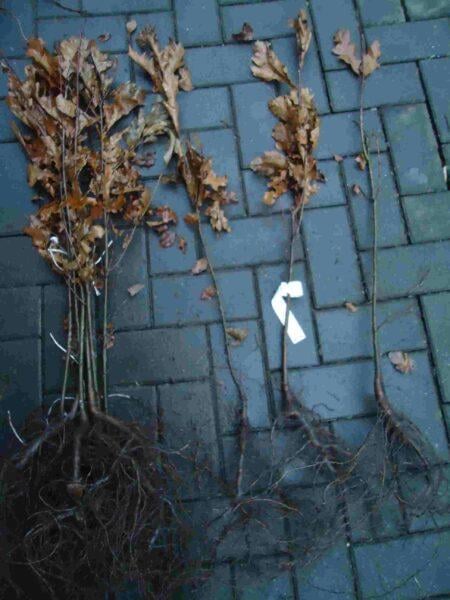 Roteiche (50 - 80 cm)