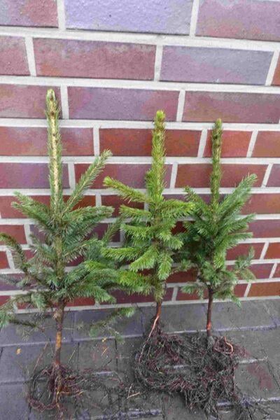 Weihnachtsbaum - Jungpflanzen-Set (20 Pflanzen)