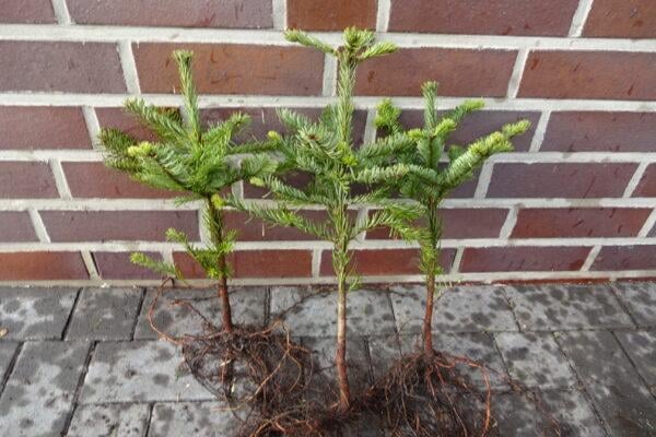 Weihnachtsbaum - Jungpflanzen-Set (20 Pflanzen)