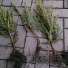 Serbische Fichte Picea omorica
