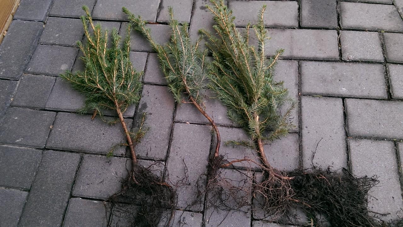 Serbische Fichte Picea omorica