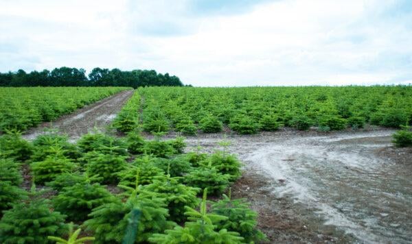 Nordmanntanne Weihnachtsbaum Abies nordmanniana