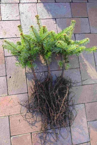 Nordmanntanne 3 J.: Wurzelware ca. 10 - 15 cm