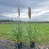 Pampasgras Cortaderia selloana ´White Feather´ 100-120cm