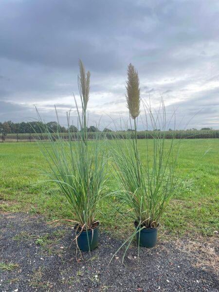Pampasgras Cortaderia selloana ´White Feather´ 100-120cm