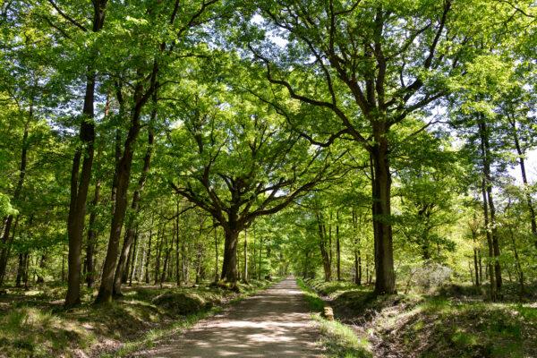 Stieleiche Quercus robur