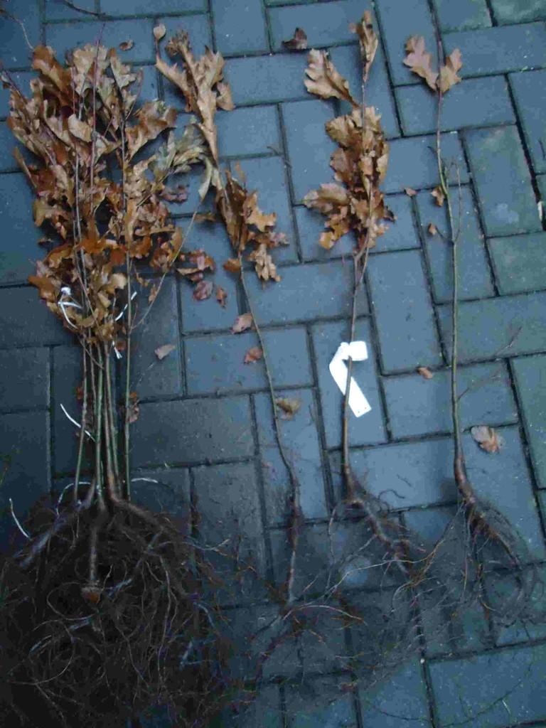 Stieleiche Quercus robur