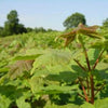 Spitzahorn Acer platanoides