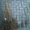 Spitzahorn Wurzelware 80-120cm