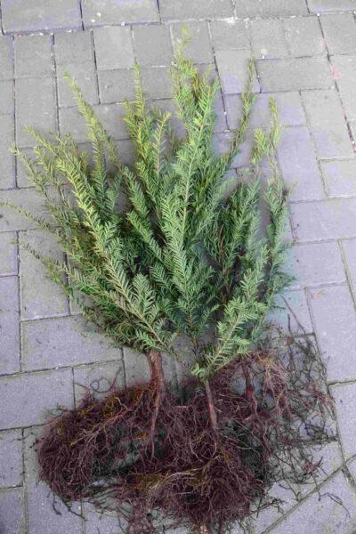 Eibe Wurzelware 15-30cm