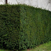 Eibe (60 - 80 cm) Taxus baccata als starke Ballenware
