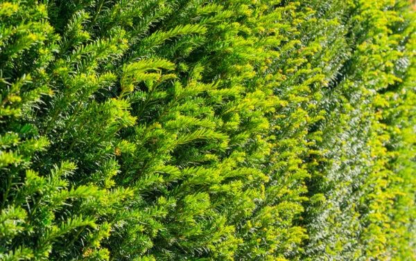 Eibe Taxus baccata (60 - 80 cm) als starke Ballenware