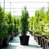 Thuja Smaragd