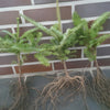 🎄 Weihnachtsbaum-Spar-Set (10 Pflanzen) – 5× Nordmanntanne (5 Jahre) + 5× Nobilis Edeltanne (4 Jahre)