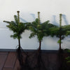 🎄 Weihnachtsbaum-Spar-Set (10 Pflanzen) – 5× Nordmanntanne (5 Jahre) + 5× Nobilis Edeltanne (4 Jahre)