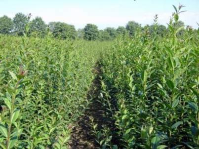 Liguster Atrovirens (50 - 80 cm) als kräftige Wurzelware