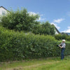 Mann schneidet Hecke
