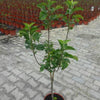 1st. Apfelbaum im Topf Malus Domestica Gravensteiner