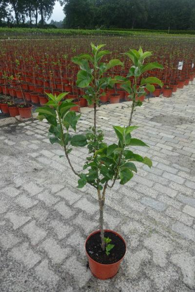 1st. Apfelbaum im Topf Malus Domestica Gravensteiner