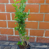 1-st. Heidelbeere Blaubeere