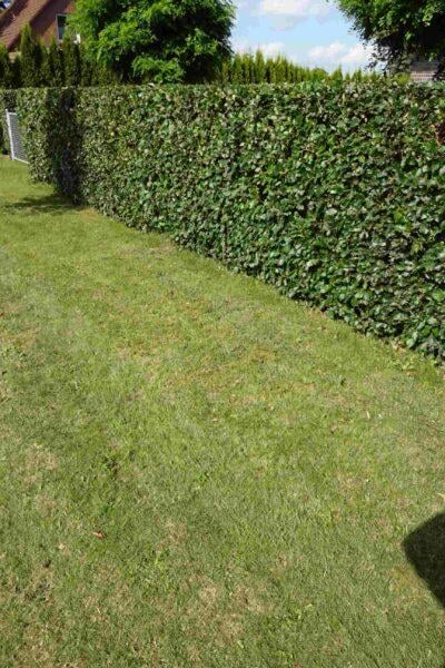 Rotbuche Fagus sylvatica