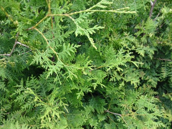 Thuja Brabant im Topf 80 - 100 cm