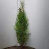 Lebensbaum Brabant Thuja occidentalis „Brabant“