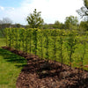 Hainbuche Carpinus betulus