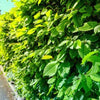 Hainbuche-Carpinus-betulus