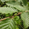 Hainbuche Carpinus betulus Weißbuche