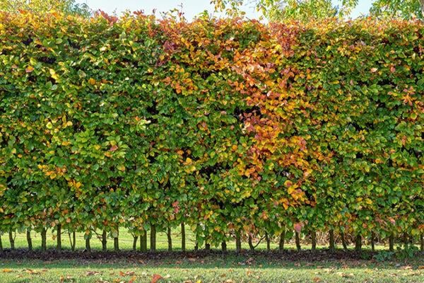 Hainbuchen-Hecke pflanzen