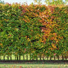 Hainbuchen-Hecke pflanzen