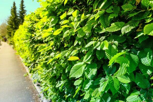 Hainbuche-Carpinus-betulus