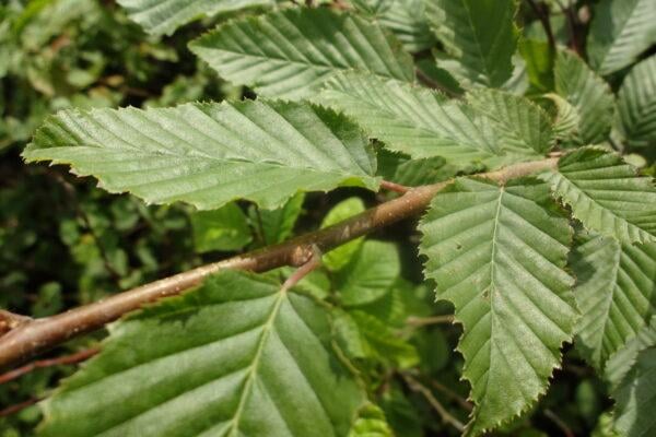 Hainbuche Carpinus betulus Weißbuche
