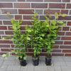 Hainbuche im Topf 30 - 50 cm