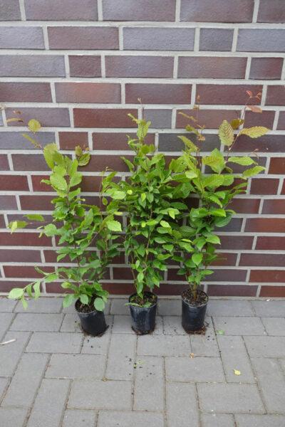 Hainbuche im Topf 30 - 50 cm