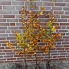 Rotbuche Fagus sylvatica