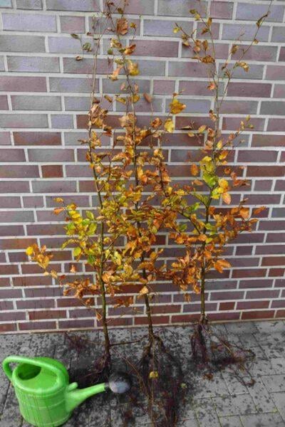 Rotbuche Fagus sylvatica