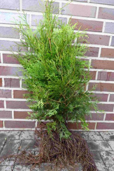 Lebensbaum: Wurzelware 30 - 60 cm