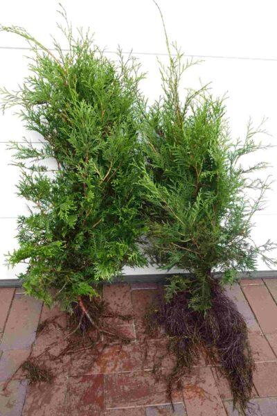 Lebensbaum: Wurzelware 30 - 60 cm