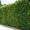 Thuja Brabant