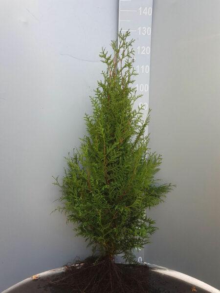 Thuja Brabant Wurzelware 80 - 100 cm