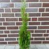 Thuja "Smaragd" (80 - 90 cm) im Topf