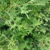 Thuja Brabant im Topf 80 - 100 cm