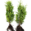 Lebensbaum Brabant Thuja occidentalis „Brabant“