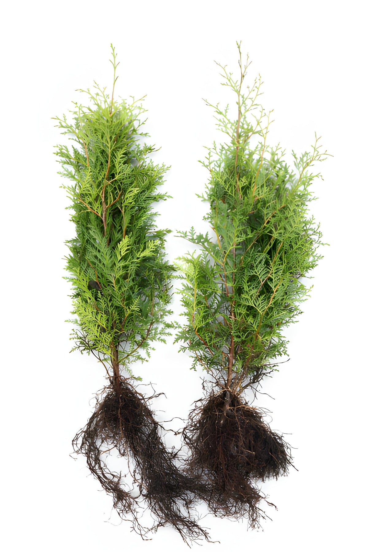 Lebensbaum Brabant Thuja occidentalis „Brabant“
