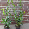 Kirschlorbeer Caucasica